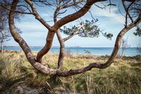 Abwechslungsreiche Insellandschaft mit Wald und Meer